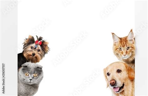 Various Cats And Dogs As Frame Buy This Stock Photo And Explore