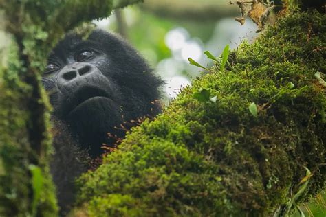 5 Days Remarkable Uganda Safari Wild Wonders Africa
