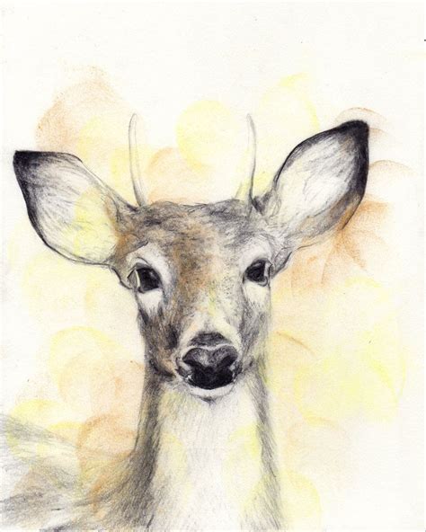Young Deer By Kip Turn Fine Art Drawing Drawings Animal Art