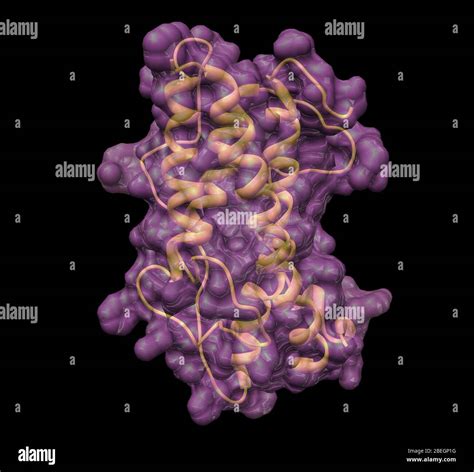 La Hormona De Crecimiento Humana Fotografía De Stock Alamy