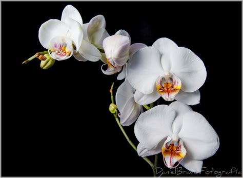 Orquideas Blancas Gallery