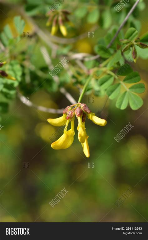 Vetch Like Coronilla Image And Photo Free Trial Bigstock