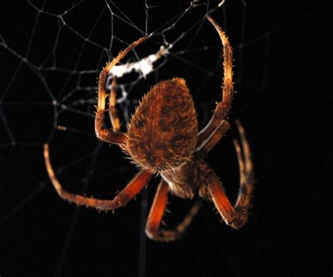 Orb Weaver Spider Facts Silk Weavers Par Excellence Cool Kid Facts