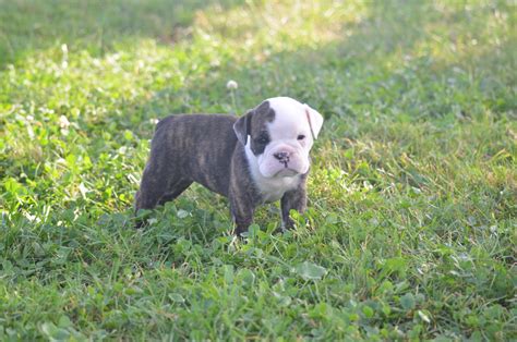 We have two fifteen month old, english bulldogs females available they are very cute well mannered,crate trained they are priced at two thousand ckc registered english bulldog puppies. Old English Bulldog Puppies For Sale | Garrettsville, OH ...
