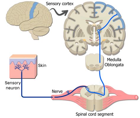 Examples Of Somatic Nervous System Pathways Getbodysmart