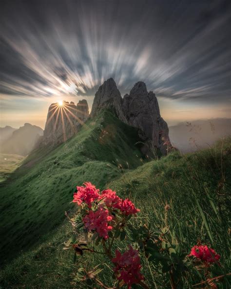 Flowers In The Swiss Mountains Rmostbeautiful