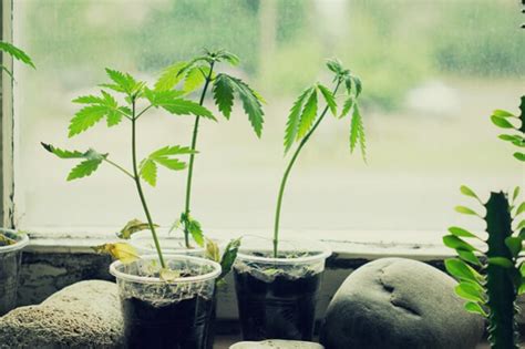 La portulaca è una pianta ricca di sostanze nutritive che promuovono il benessere. Come e Quando Trapiantare le Plantule di Cannabis - RQS Blog