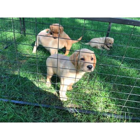 He is aca registered, vet checked, vaccinated, wormed and comes with a 1. 4 AKC yellow pointing lab puppies ready to go in Sioux ...