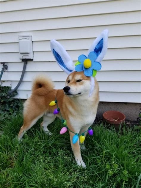 Easter Doggo Easter Doggo Fun