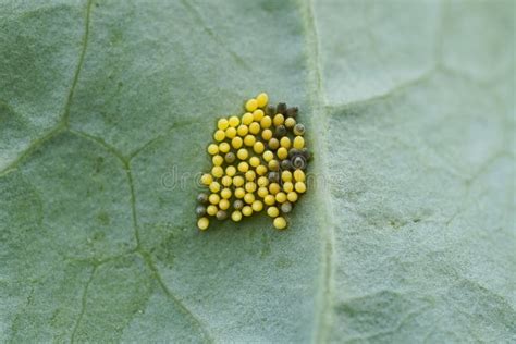 Cabbage White Butterfly Eggs On A Kohlrabi Leaf Stock Photo Image Of