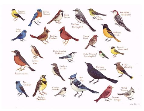 Design 80 Of Backyard Bird Identification Chart Theworldrevolvesaroundvee