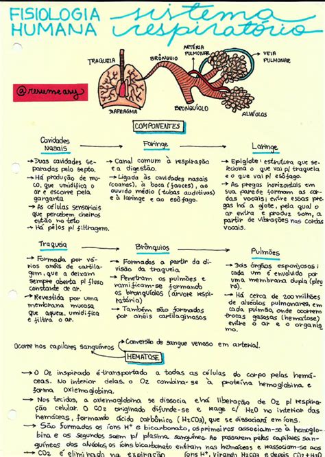 Sistema Respirat Rio Resumos E Mapas Mentais Infinittus