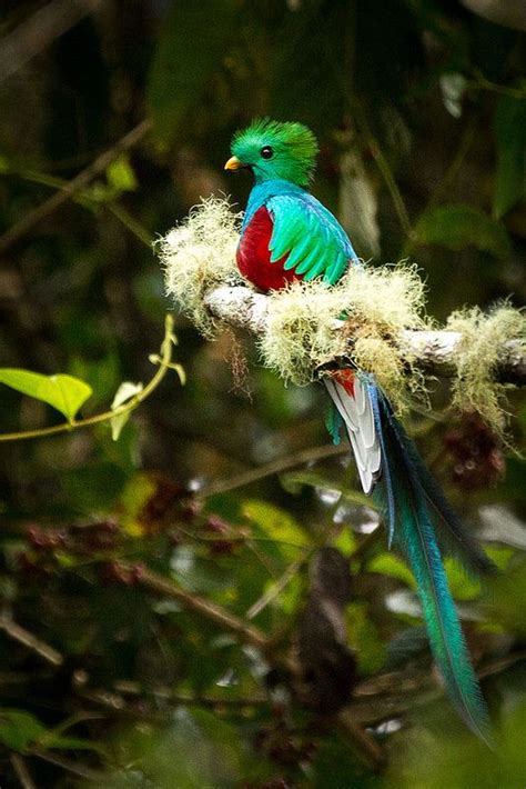 Resplendent Quetzal Quetzal Beautiful Birds Most Beautiful Birds