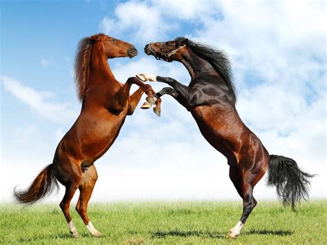 Horse Horses Wallpaper 23582505 Fanpop