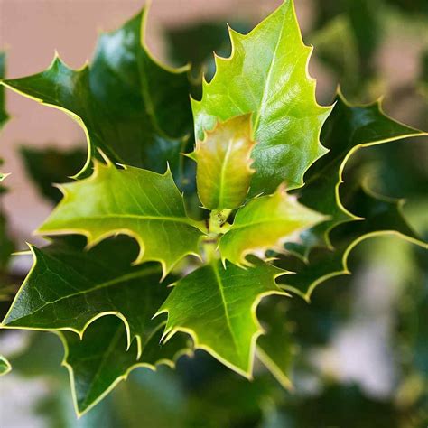 English Holly Hedge Plants Ilex Aquifolium Hedges Direct