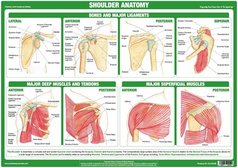 Shoulder Joint Anatomy Poster