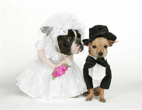 Pet Weddings How To Photograph Animals