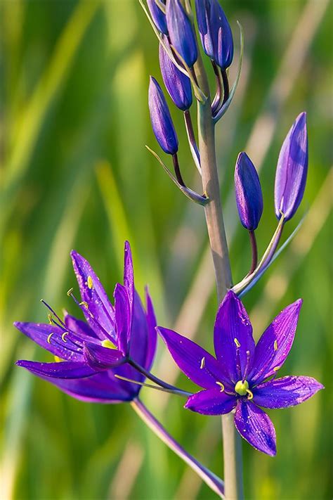 Common Camas Camassia Quamash One Of The Iconic Wildflowers Of The