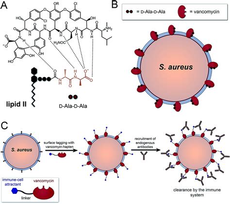 Immuno Targeting Of Staphylococcus Aureus Via Surface Remodeling