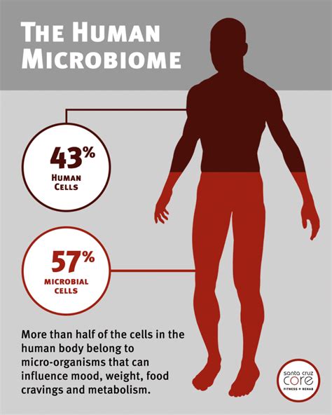 The Human Microbiome And Health