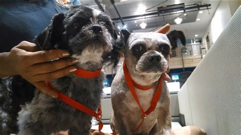 Small, furry pets like hamsters and gerbils are often chosen as first pets for children, but they can be very pet central: Pets of the Week: 10-year-old Shih Tzu mixes named Oreo ...
