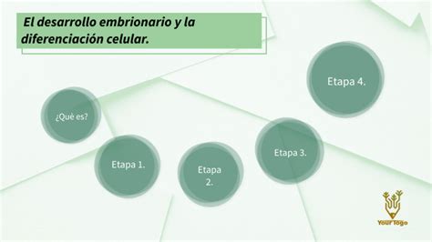 El Desarrollo Embrionario Y La Diferenciación Celular By Kamila Chipantiza On Prezi