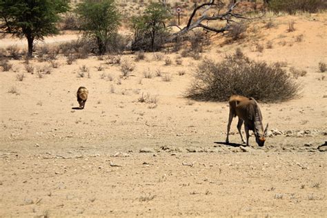 Lion Attacks Eland Africa Geographic