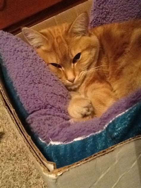 Check spelling or type a new query. Orange tabby cat in box | Tabby cat, Cats, Orange tabby cats