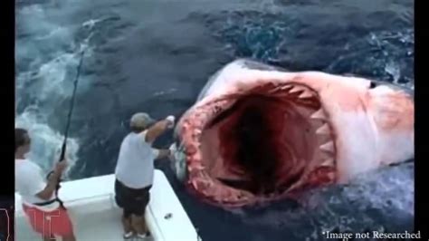 Megalodon Shark Caught On Tape 2014 Best Clips Of The Year Youtube