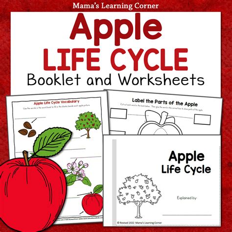 Apple Life Cycle Worksheet Packet Mamas Learning Corner