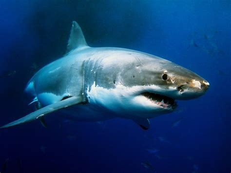 Shark Facts 19 Fascinating And Reassuring Facts About Sharks