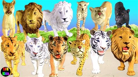 Big Cat Week Zoo Animals Lion Tiger Jaguar Cougar Cheetah White Lion