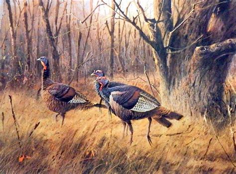 17074 James Killen The Wary Ones Wild Turkey Turkey Hunting Turkey
