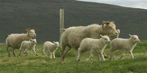 冰岛羊 Icelandic Sheep Icelandic Times