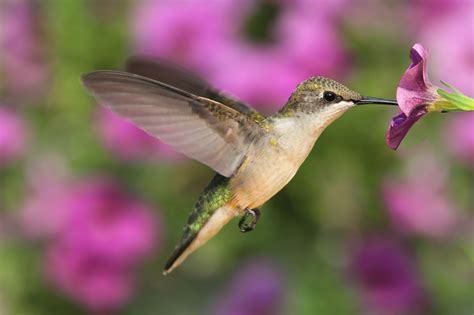 5 Tips To Attract Hummingbirds Off The Grid News
