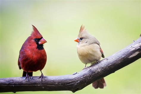 12 Birds That Look Like Cardinals Plus Tips For Avoiding Mix Ups