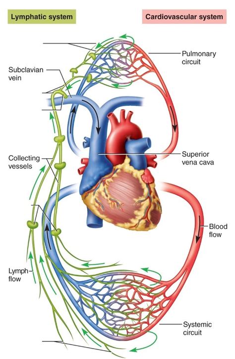 Lymphatic System Circulatory System Vrogue Co