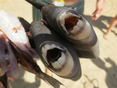 Looks Like Human Teeth Picture Of Top Shot Spearfishing