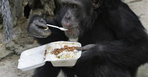 Chimps Might Have More Evolved Hands Than Humans