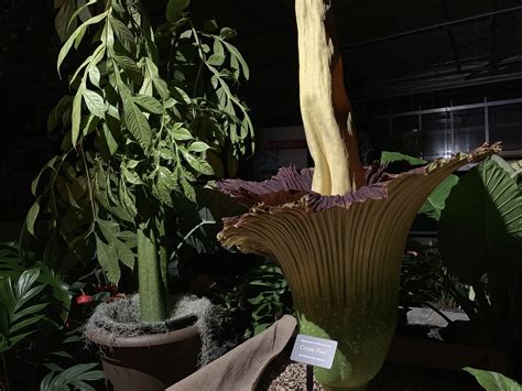 Aptly named, the corpse flower grows in the rain forests of sumatra, indonesia, and releases a horrendous odour. Rare 'corpse flower' famous for its size and smell draws ...