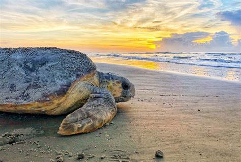 Sea Turtles Nesting The North State Journal