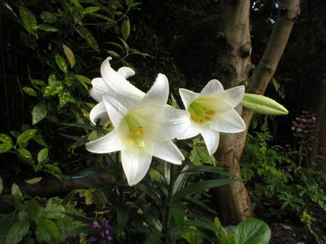 Lilium Lonlorum Does It Grow In Our Scottish Climate