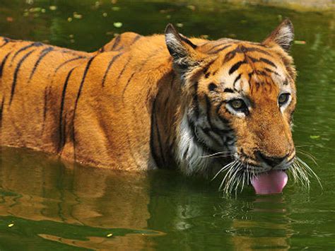 The Bengal Tiger A Survivors Story Environmental History Now