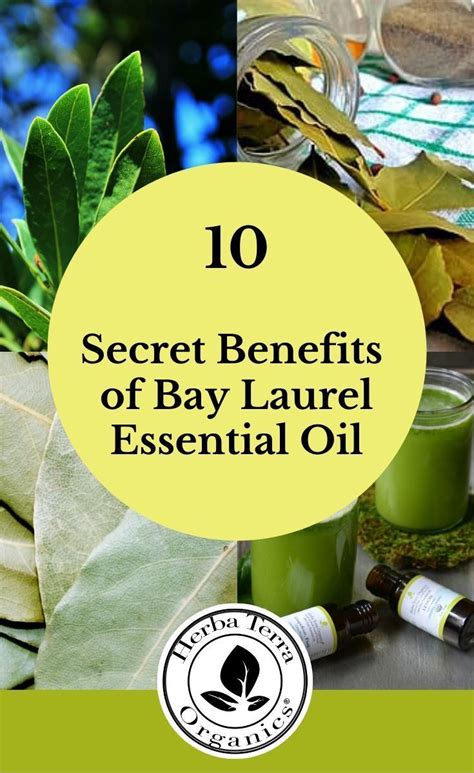 Pin on Bay Laurel Essential Oil Uses and Benefits