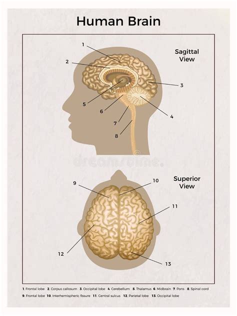 Composición De Anatomía Cerebral Humana Stock de ilustración