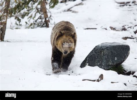 Grizzly Bear Ursus Winter Hi Res Stock Photography And Images Alamy