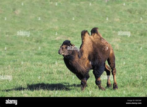 Bactrian Camel Camelus Bactrianus Stock Photo Alamy
