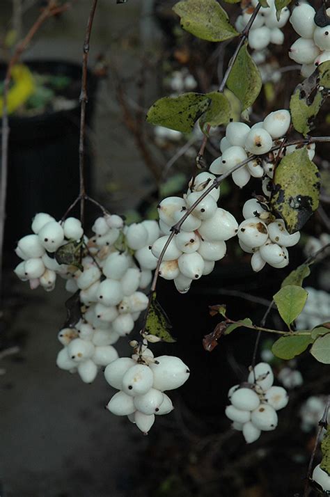 Snowberry Symphoricarpos Albus In Denver Centennial Littleton Aurora