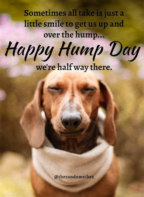 Funniest Hump Day Memes To Survive Wednesdays Hump Day Quotes Funny Hump Day Quotes