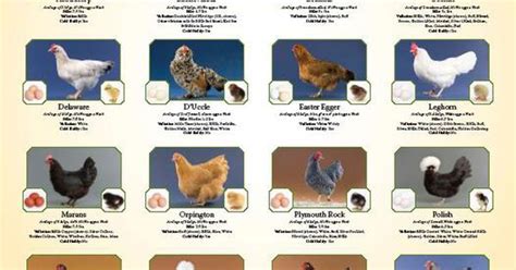Egg Laying Chicken Breed Chart Celebrities Who Arent Too Chicken To